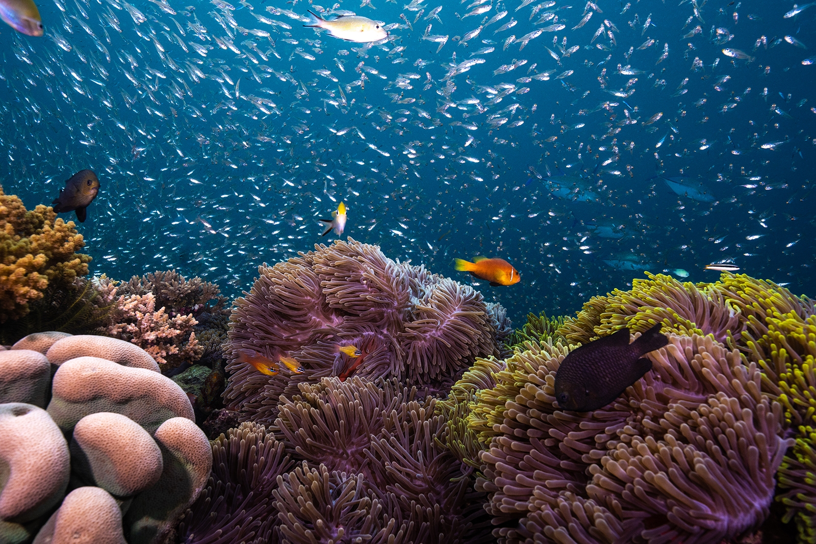 House Reef