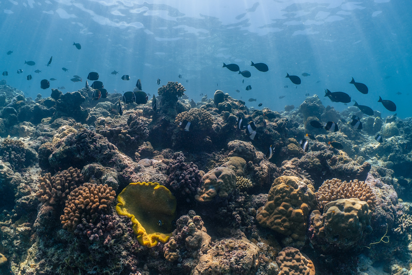 Patina House Reef