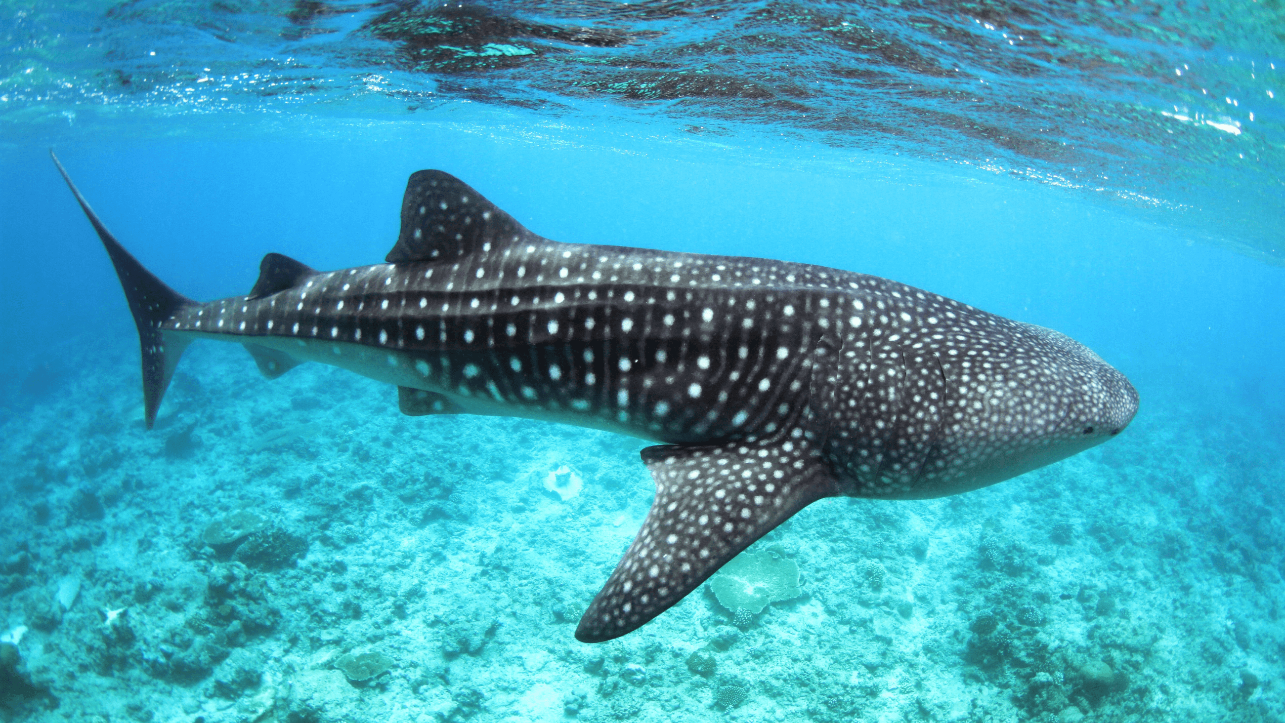 Swimming with Whale Sharks in the Maldives