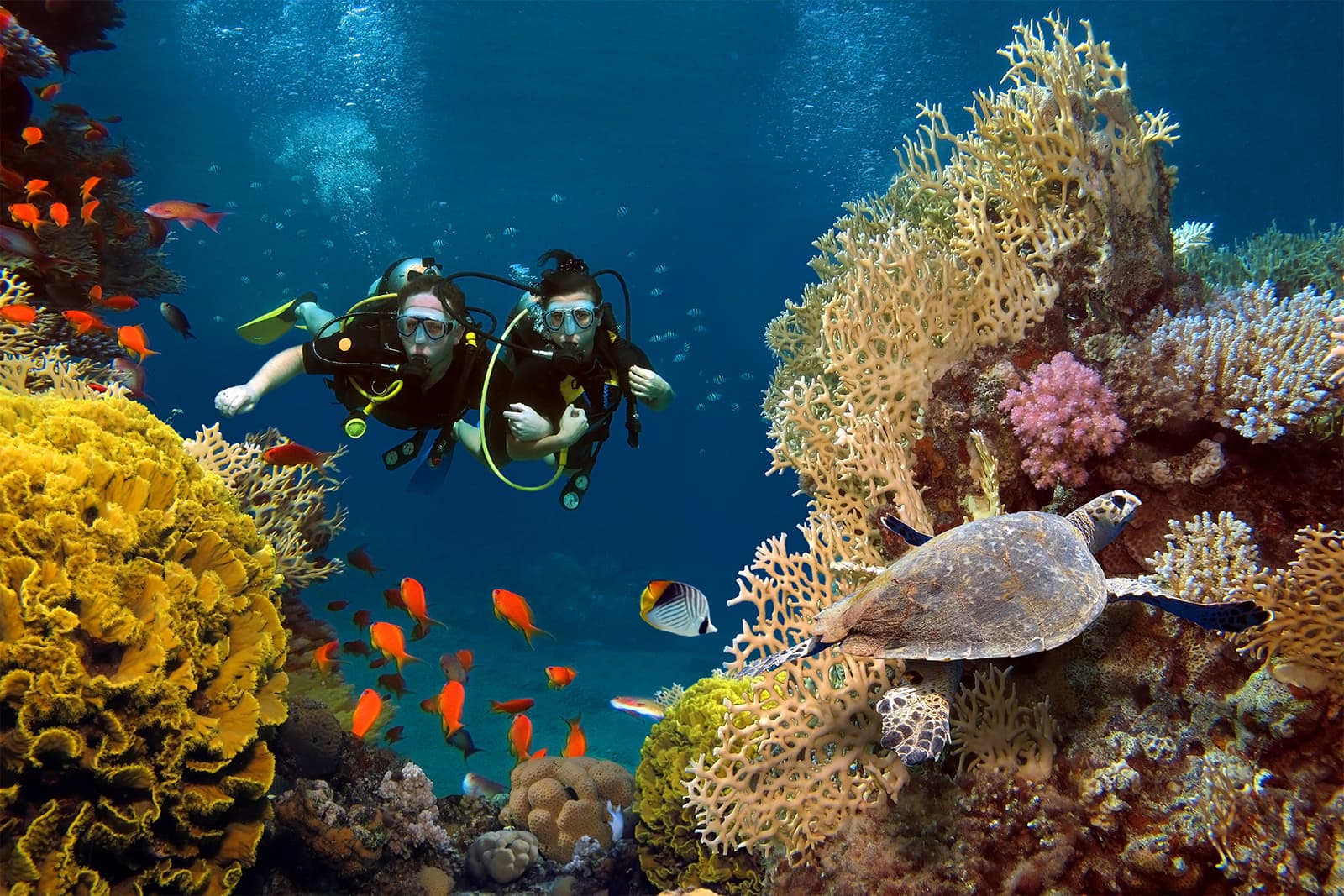 Explore the Reef