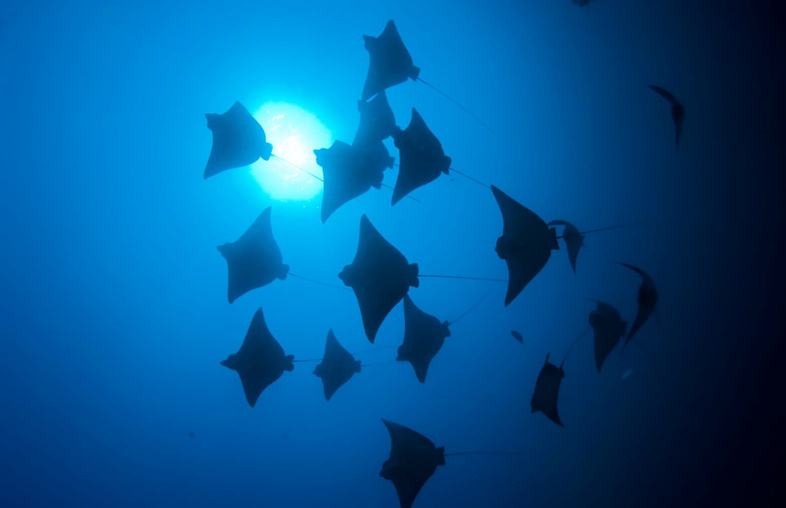 Go Diving