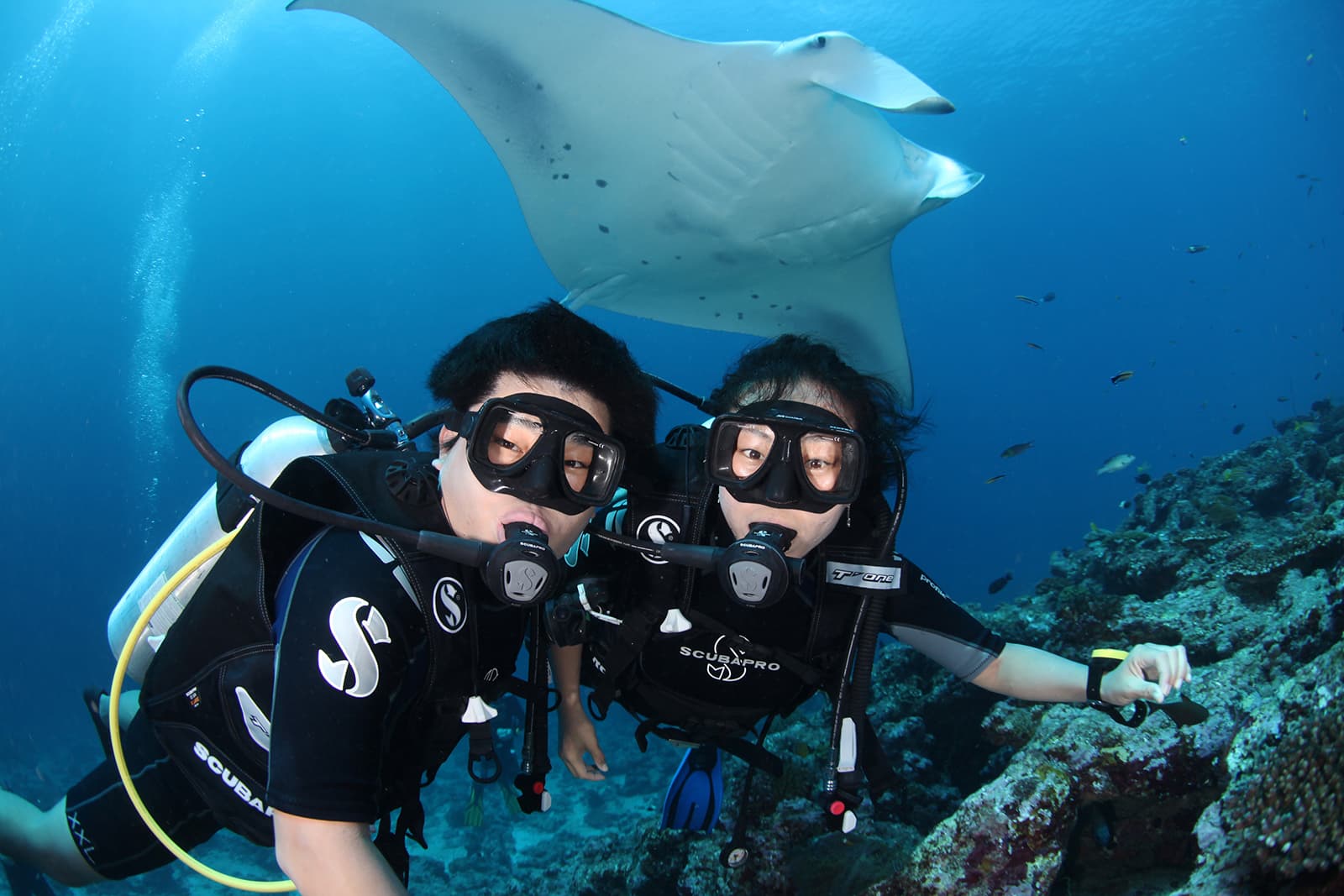 Meet the Manta Rays