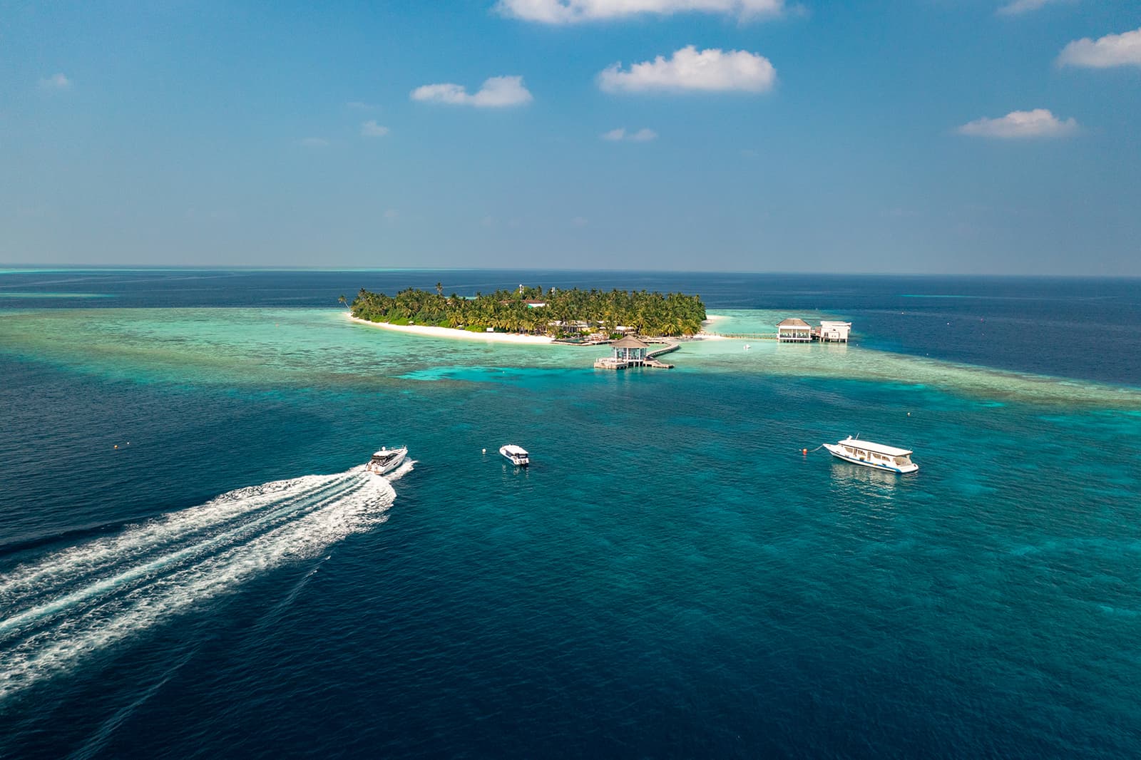 Go on a Dolphin Cruise