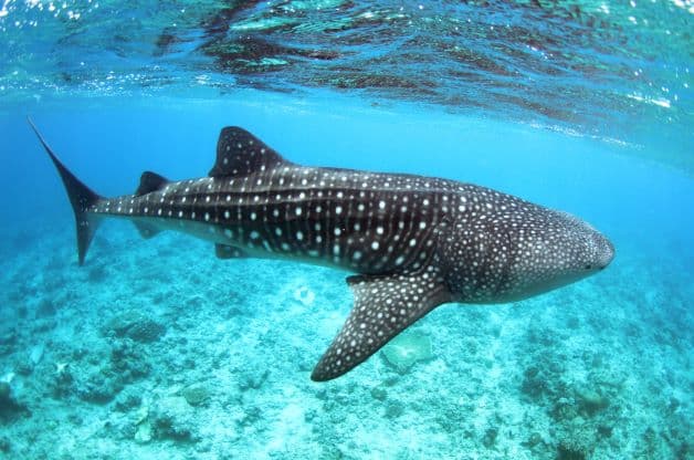 Whale Shark Trip With a Marine Biologist