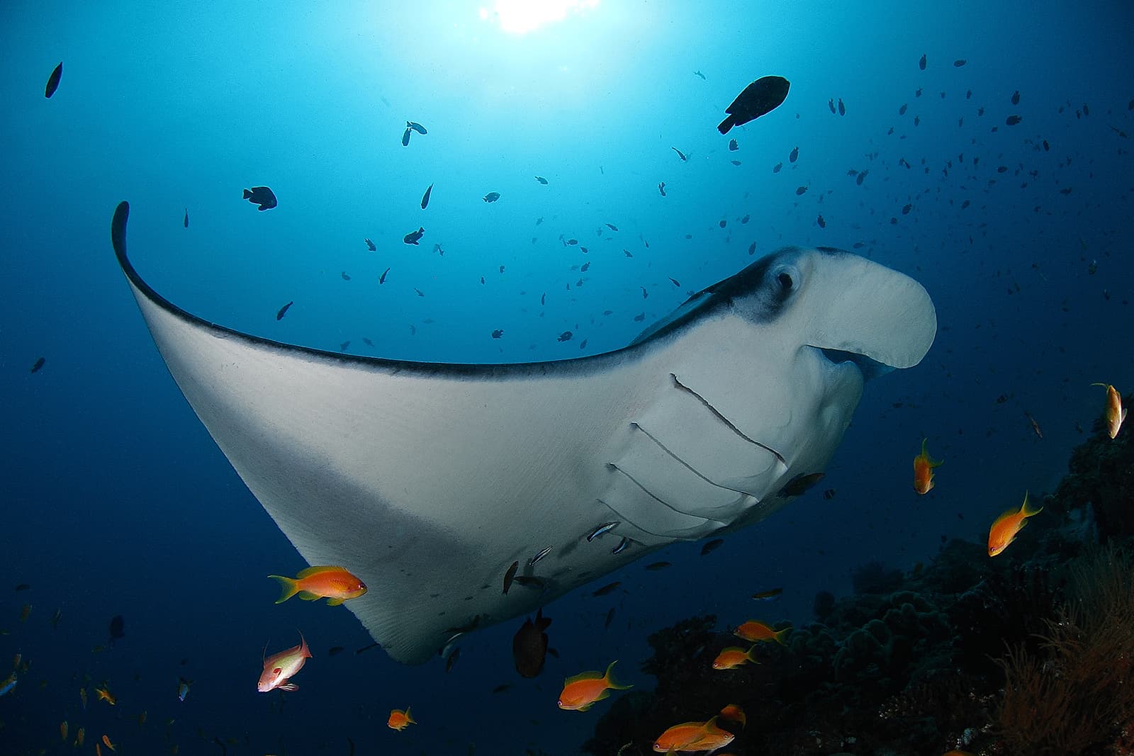 Snorkel with Manta Rays