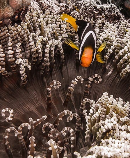 Diving in Baa Atoll