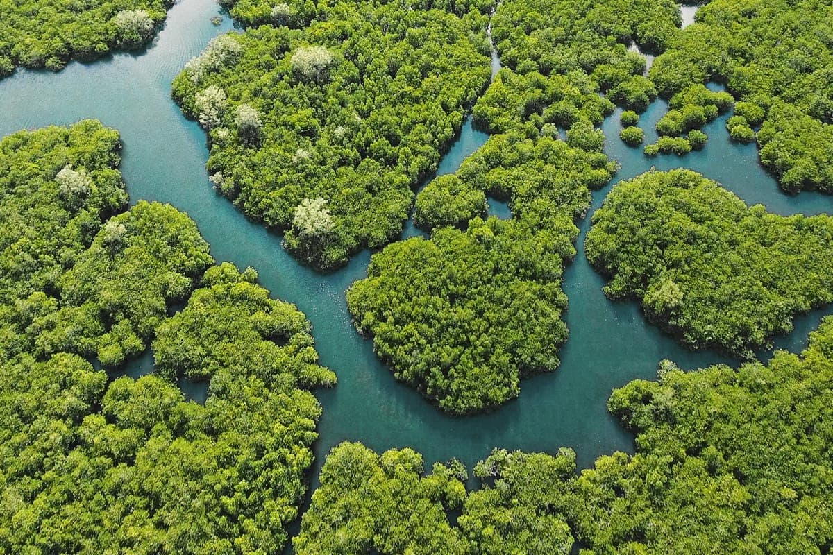 Mangrove Discovery Walkway 