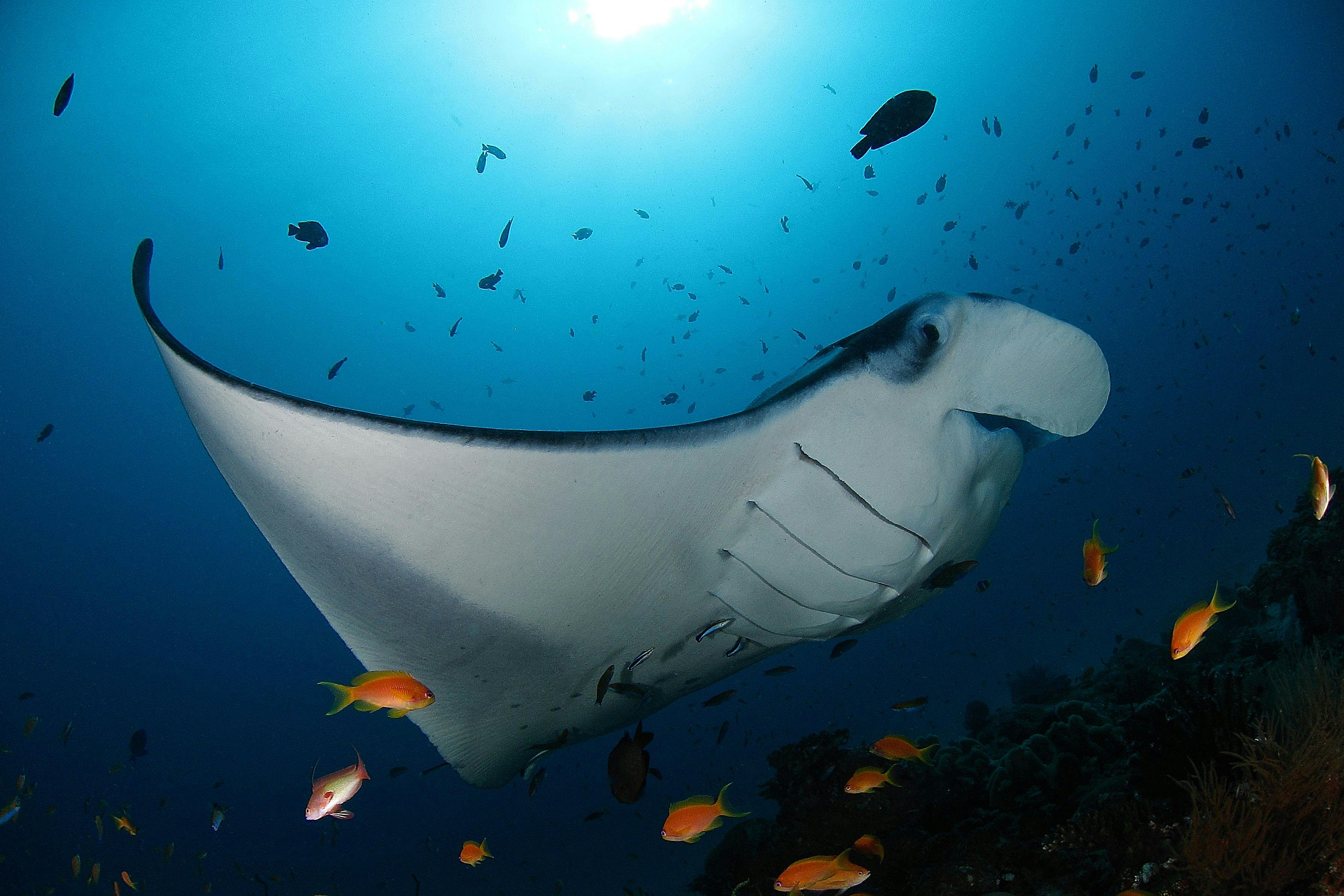 Go On a Manta Ray Quest
