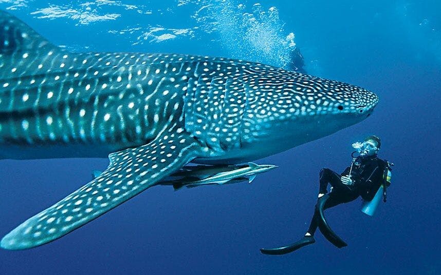 See the Friendly Whale Sharks