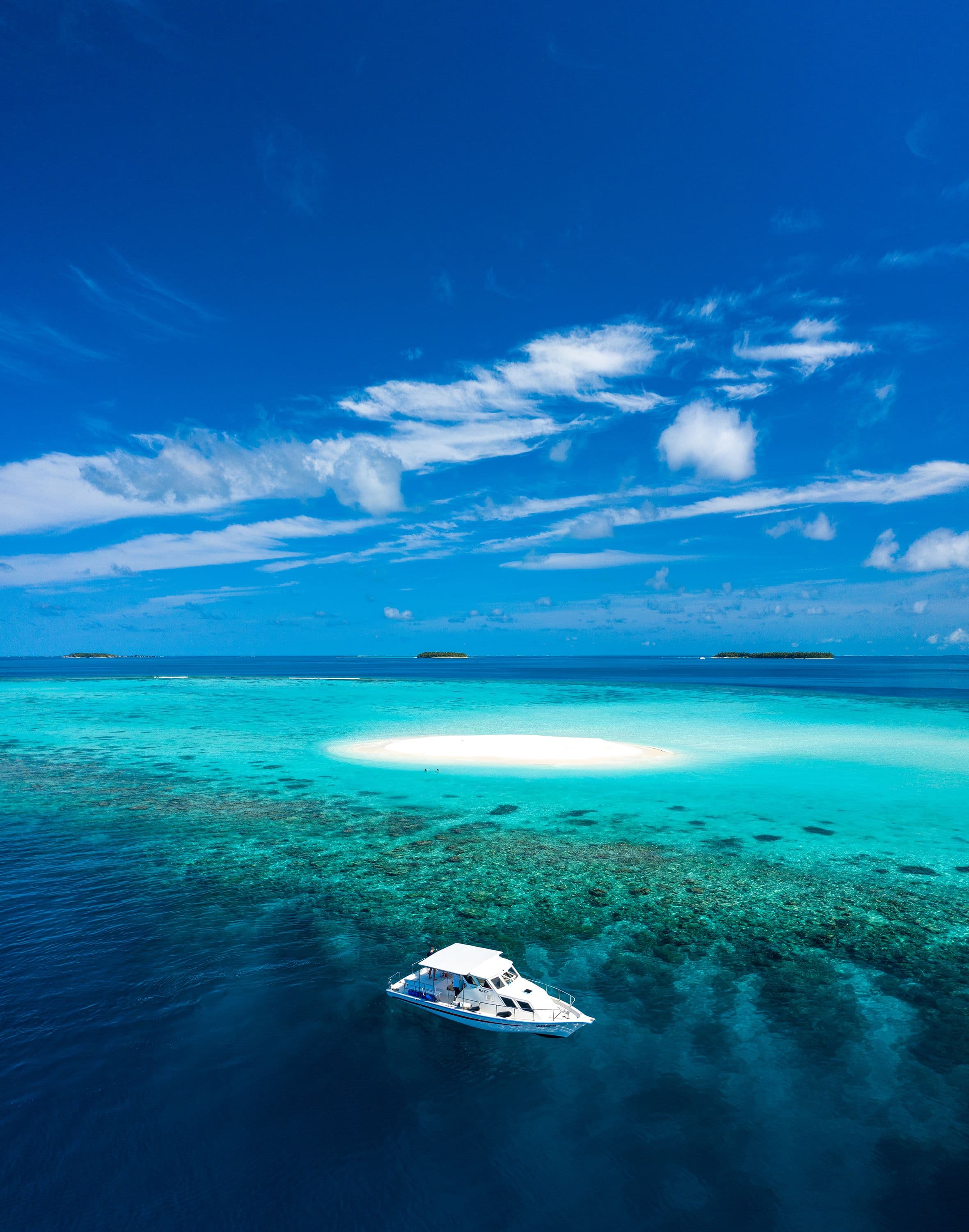 Go on a Dolphin Tour