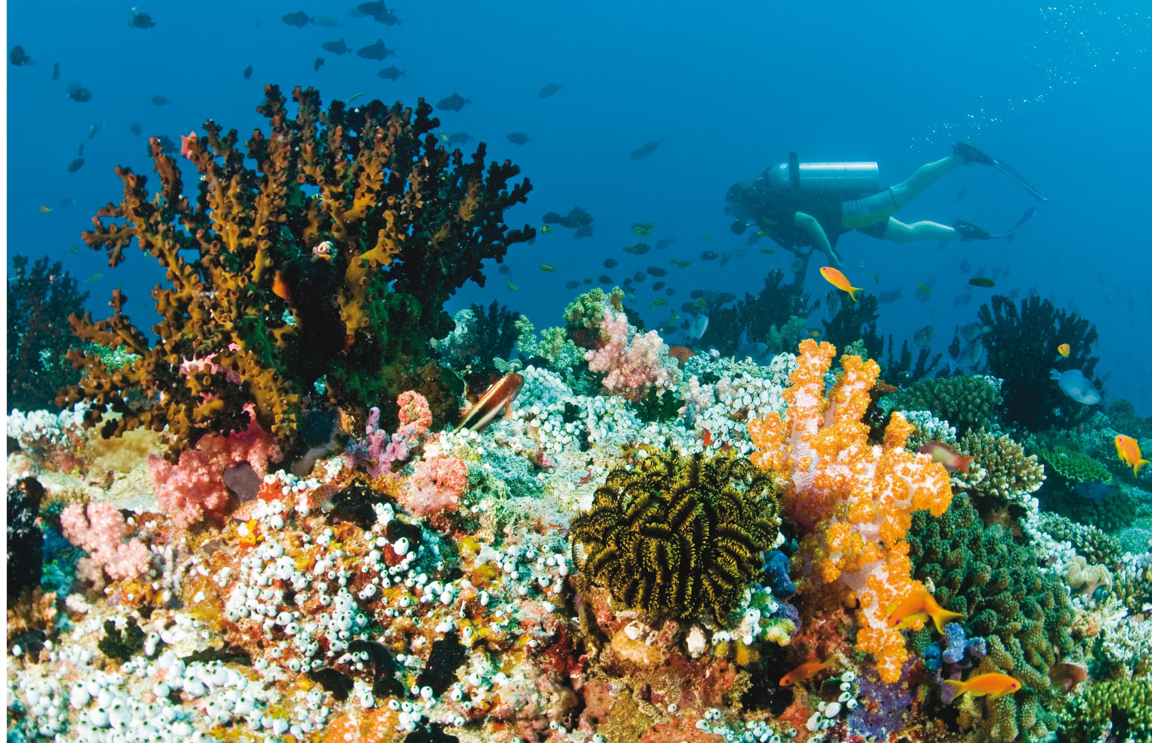 Scuba Diving