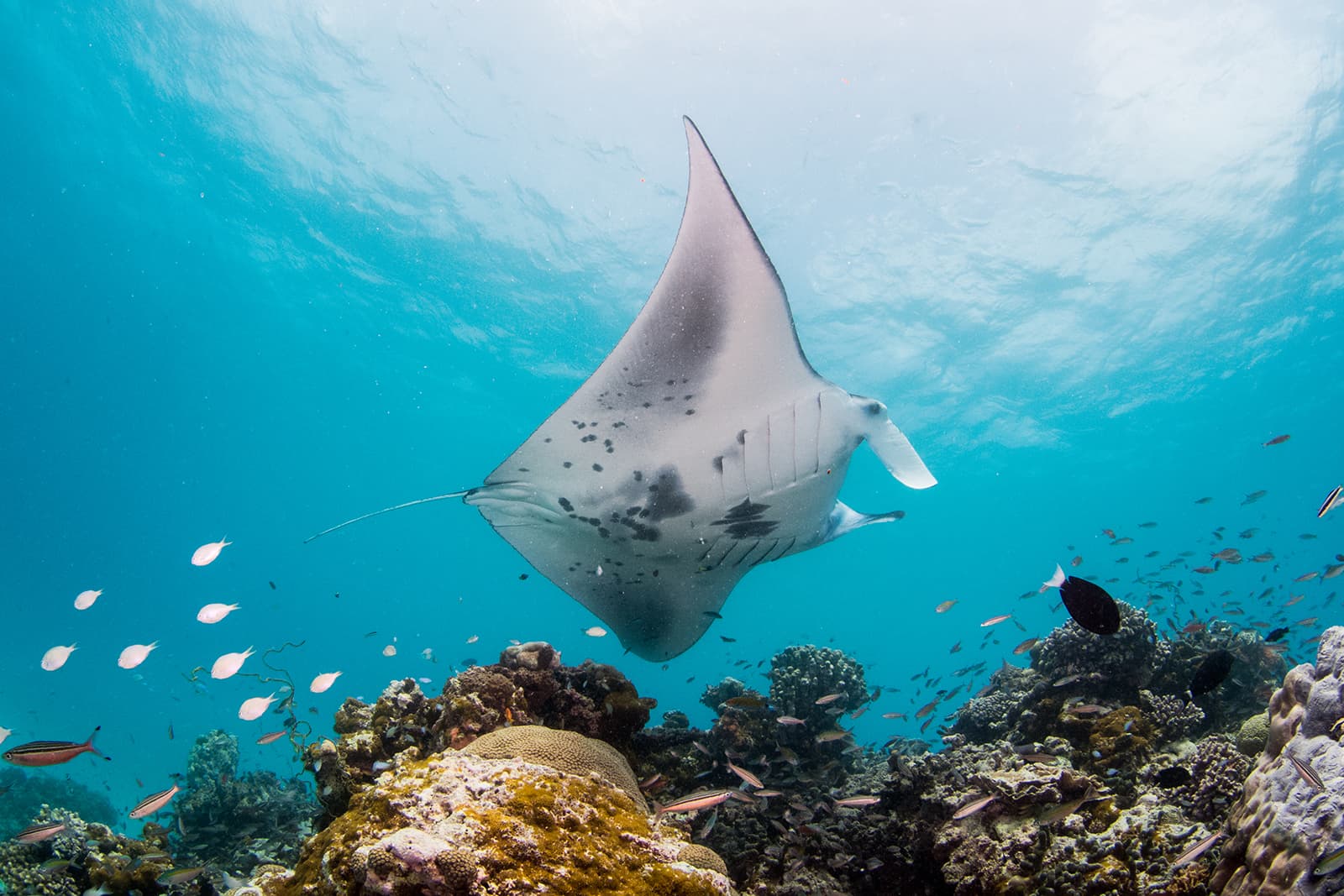 Manta Exploration Snorkelling