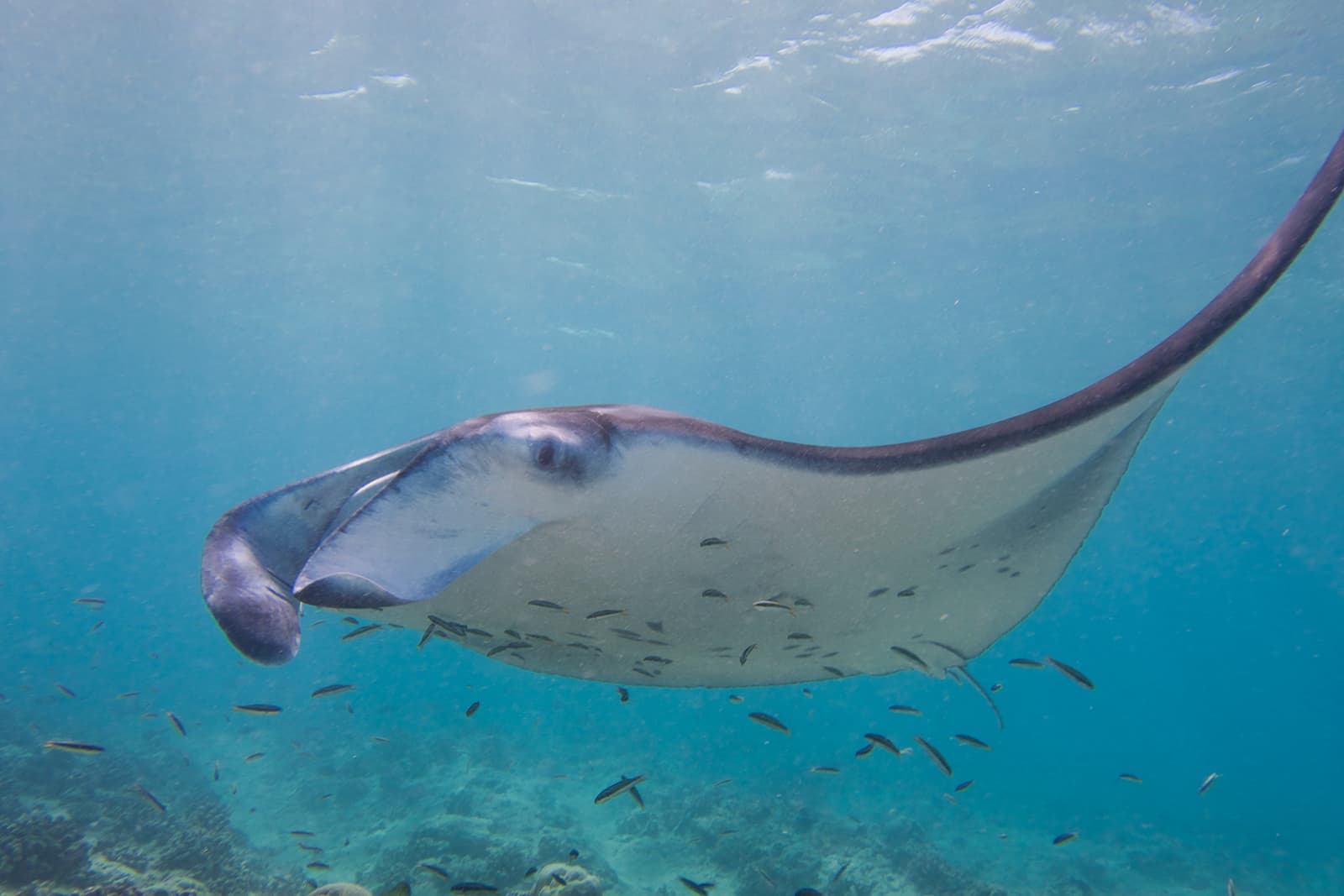 Snorkelling at Hanifaru Bay