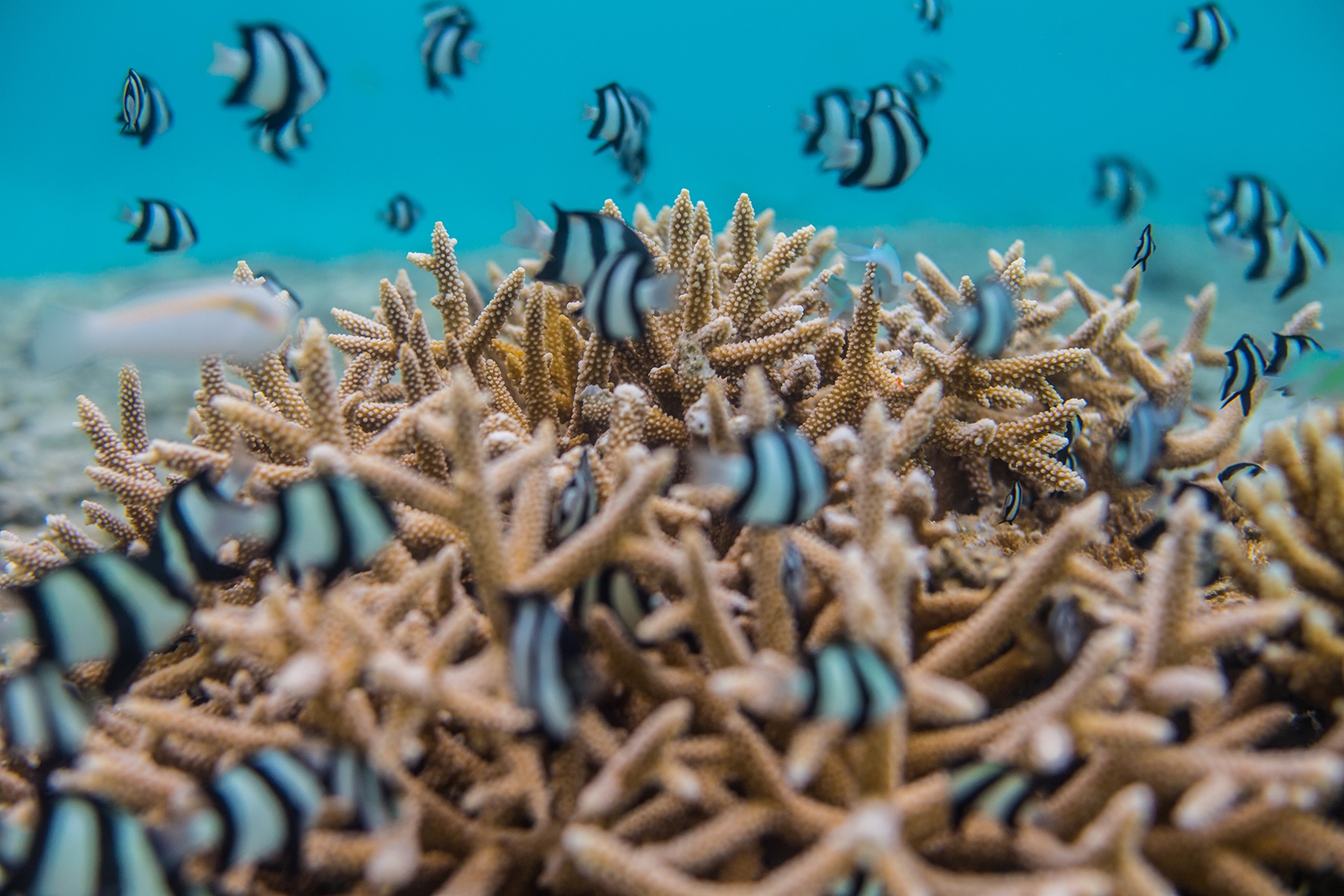Coral Garden