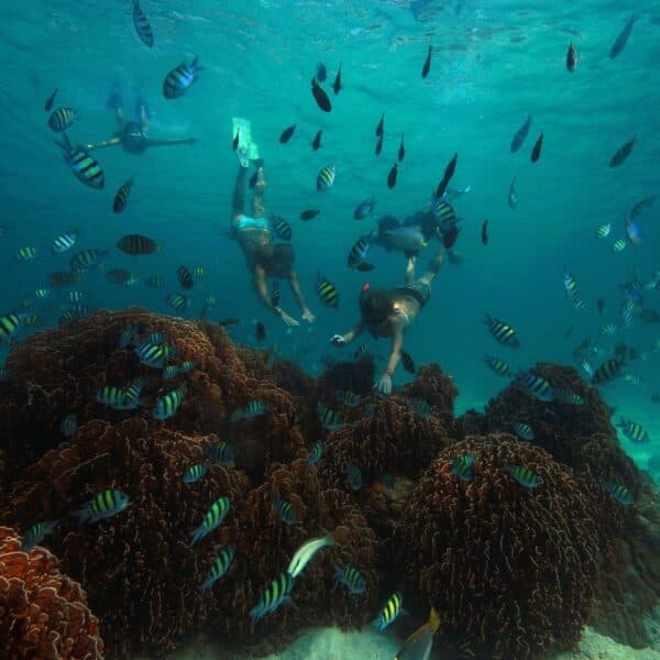 Noonu Atoll Guided Snorkelling