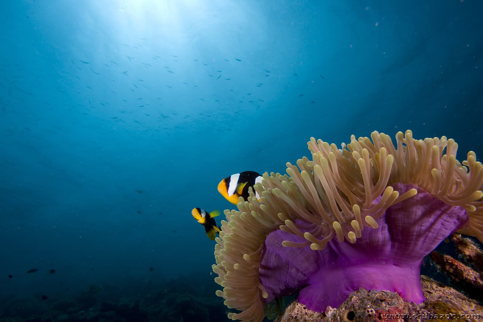 Guided Night Snorkelling